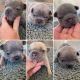 French Bulldog Puppies for sale in Saratoga Springs, UT, USA. price: NA