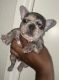 French Bulldog Puppies for sale in Victorville, CA, USA. price: $3,500