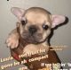 French Bulldog Puppies for sale in Victorville, CA, USA. price: $2,000
