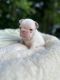 French Bulldog Puppies for sale in Montclair, NJ, USA. price: NA