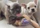 French Bulldog Puppies for sale in Hayward, CA, USA. price: $1,200