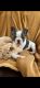 French Bulldog Puppies for sale in Nashville, TN, USA. price: $2,000