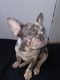 French Bulldog Puppies for sale in 3001 S 288th St, Federal Way, WA 98003, USA. price: $8,000