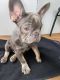 French Bulldog Puppies for sale in 3001 S 288th St, Federal Way, WA 98003, USA. price: $10,200