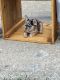 French Bulldog Puppies for sale in Chicago, IL 60641, USA. price: $3,000