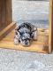 French Bulldog Puppies for sale in Chicago, IL 60641, USA. price: $2,900