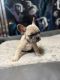 French Bulldog Puppies for sale in Toledo, OH, USA. price: NA