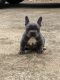 French Bulldog Puppies for sale in Buford, GA, USA. price: $2,000