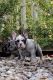 French Bulldog Puppies for sale in Ossining, NY, USA. price: $3,500