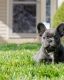 French Bulldog Puppies for sale in Chicago, IL, USA. price: $3,349