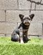French Bulldog Puppies for sale in Las Vegas, NV, USA. price: $4,500