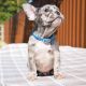 French Bulldog Puppies for sale in Buffalo, NY, USA. price: NA
