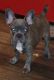 French Bulldog Puppies for sale in Wharton, TX 77488, USA. price: NA