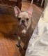 French Bulldog Puppies for sale in Montclair, NJ, USA. price: $1,100