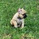 French Bulldog Puppies for sale in Union City, PA 16438, USA. price: NA
