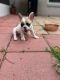 French Bulldog Puppies for sale in Palm Bay, FL, USA. price: $3,500