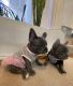 French Bulldog Puppies for sale in El Paso, TX, USA. price: $1,500