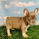 French Bulldog Puppies for sale in New York, NY, USA. price: $300