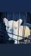 French Bulldog Puppies for sale in Las Vegas, NV, USA. price: $6,000