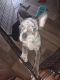 French Bulldog Puppies for sale in Wharton, TX 77488, USA. price: NA