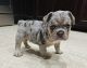 French Bulldog Puppies for sale in Las Vegas, NV, USA. price: $2,500
