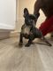French Bulldog Puppies for sale in Lawrenceville, GA, USA. price: $8,000
