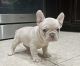 French Bulldog Puppies for sale in Las Vegas, NV, USA. price: $2,000