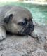 French Bulldog Puppies for sale in Discovery Bay, CA, USA. price: $2,800
