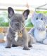 French Bulldog Puppies for sale in New York, NY, USA. price: $1,100