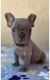 French Bulldog Puppies for sale in Sacramento, CA, USA. price: $3,000
