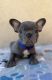 French Bulldog Puppies for sale in Sacramento, CA, USA. price: $3,000