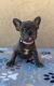 French Bulldog Puppies for sale in Sacramento, CA, USA. price: $3,500