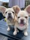 French Bulldog Puppies for sale in Chicago, IL, USA. price: $800