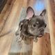 French Bulldog Puppies for sale in Yonkers, NY, USA. price: $4,000
