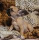 French Bulldog Puppies for sale in New York, NY, USA. price: $2,500