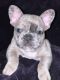 French Bulldog Puppies for sale in Wichita, KS, USA. price: $5,000