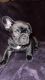 French Bulldog Puppies for sale in Wichita, KS, USA. price: $5,000