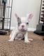 French Bulldog Puppies for sale in Chicago, IL, USA. price: $2,700