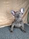 French Bulldog Puppies for sale in Aurora, CO 80013, USA. price: $2,000