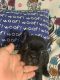 French Bulldog Puppies for sale in Maywood, IL 60153, USA. price: $2,000