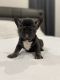 French Bulldog Puppies for sale in Philadelphia, PA, USA. price: NA