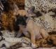 French Bulldog Puppies for sale in New York, NY, USA. price: $5,000