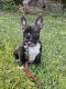 French Bulldog Puppies for sale in Snellville, GA, USA. price: $4,000
