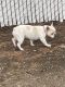 French Bulldog Puppies for sale in Reno, NV, USA. price: NA
