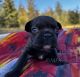 French Bulldog Puppies for sale in Missoula, MT, USA. price: $2,000