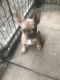 French Bulldog Puppies for sale in Philadelphia, PA, USA. price: $3,300