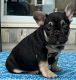 French Bulldog Puppies for sale in Wichita, KS 67207, USA. price: NA