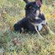 French Bulldog Puppies for sale in Wichita, KS, USA. price: $2,000