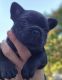 French Bulldog Puppies for sale in Wichita, KS, USA. price: $2,000