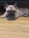 French Bulldog Puppies for sale in San Francisco Bay Area, CA, USA. price: $1,800